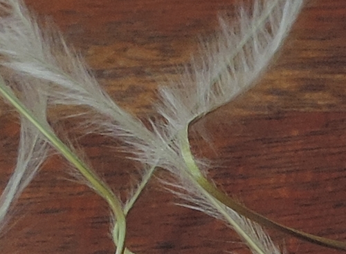 Stipa dasyvaginata